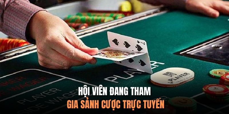 Hội viên đang tham gia sảnh cược trực tuyến
